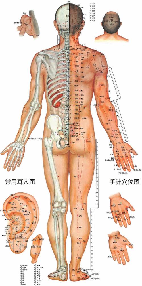 男性人体<a href=https://www.zhzyw.com/zyxx/jl/087513C927I403K3BC1238F.html target=_blank>经络</a>穴位图背面