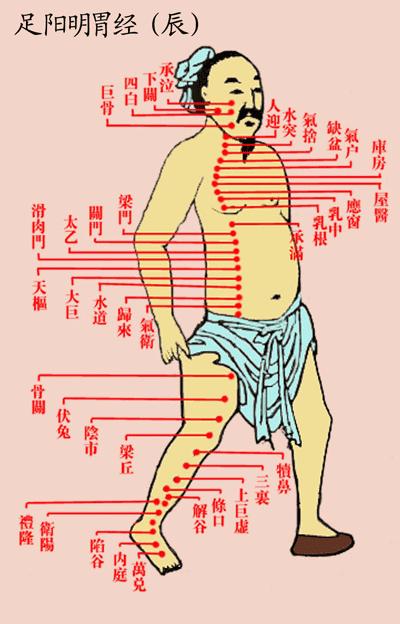 足阳明胃经