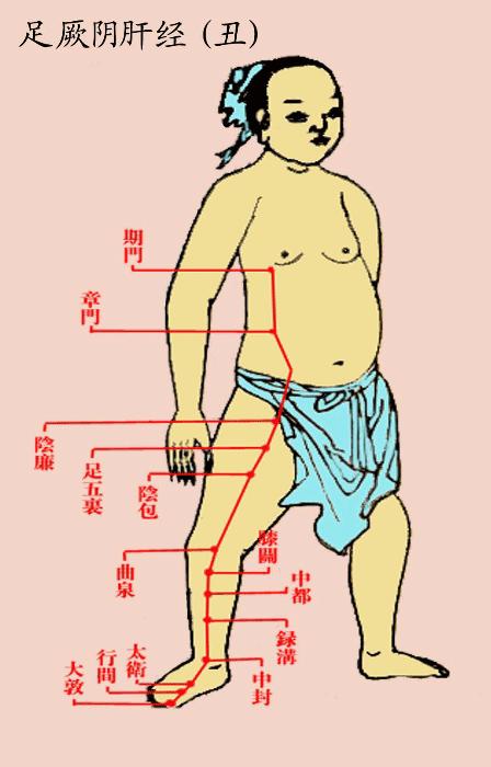 足厥阴肝经(丑)