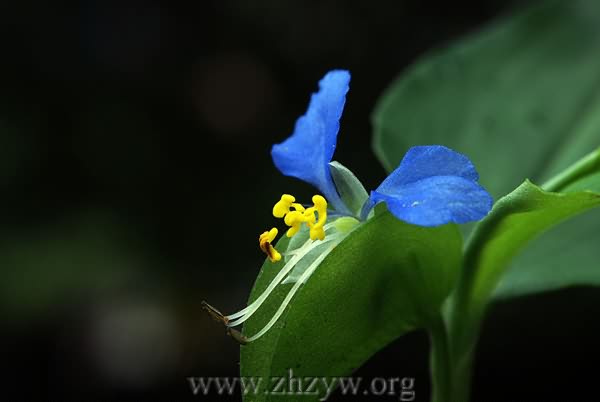 鸭舌草