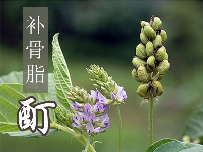 补骨脂酊