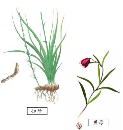 知母贝母