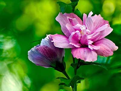 木槿花