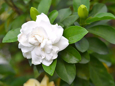 栀子花